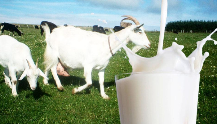 Jenis Susu Yang Berasal Dari Kelenjar Susu Kambing