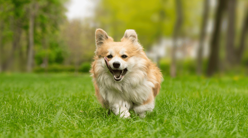 Fakta Lucu Corgi Anjing Yang Menggemaskan