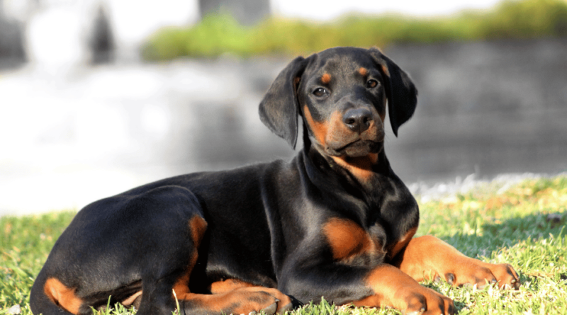 Hal Menarik Doberman Anjing Yang Sangat Pintar