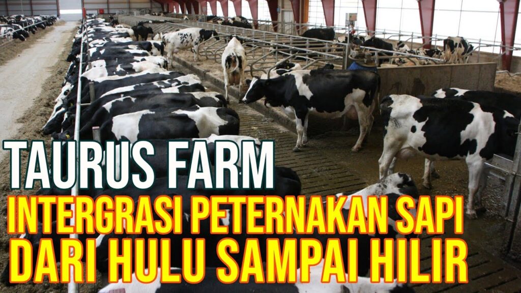 Sapi Perah