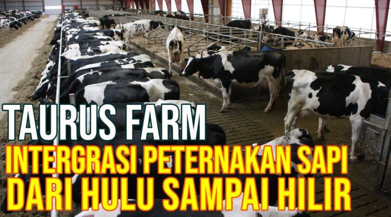 Sapi Perah