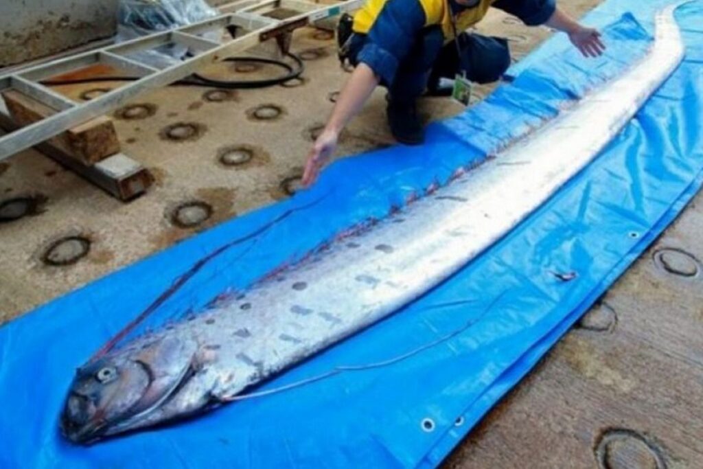 Oarfish Sebagai Penanda Gempa