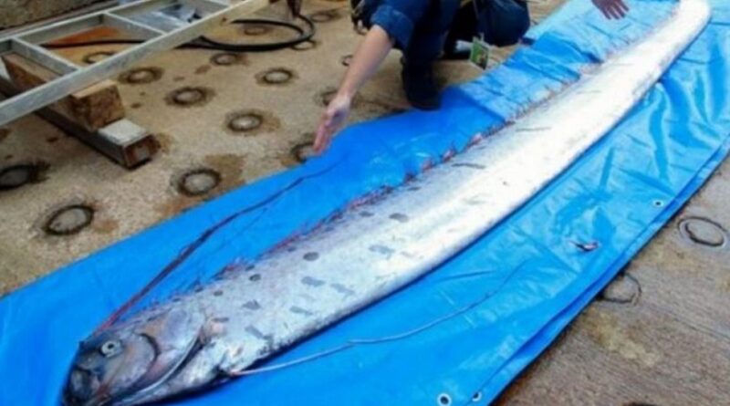 Oarfish Sebagai Penanda Gempa