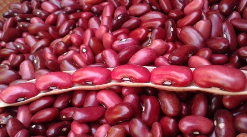 Dari Kacang Merah Ke Kesehatan Optimal