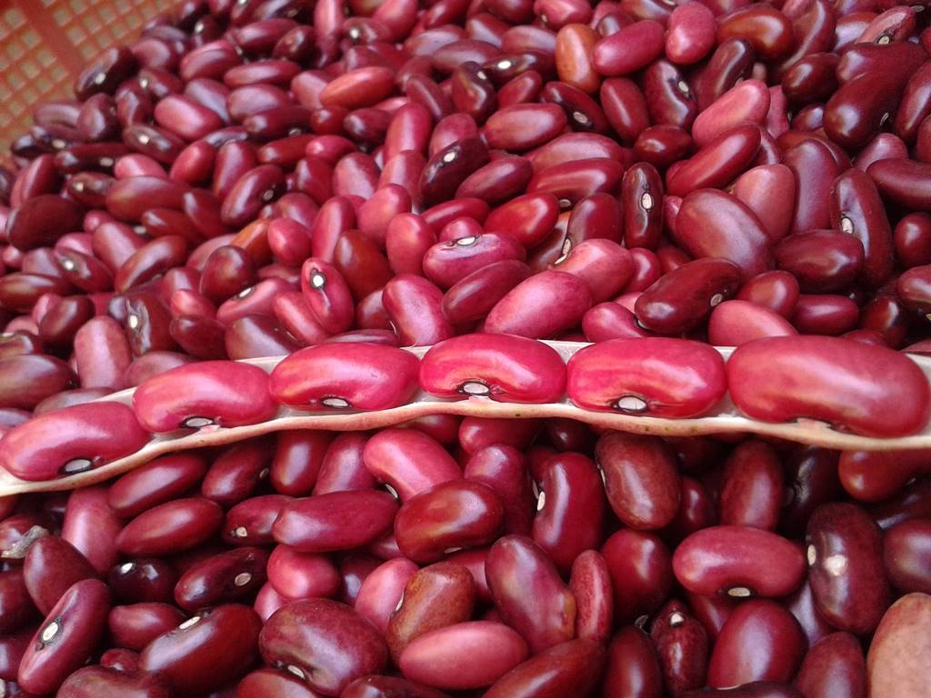 Dari Kacang Merah Ke Kesehatan Optimal