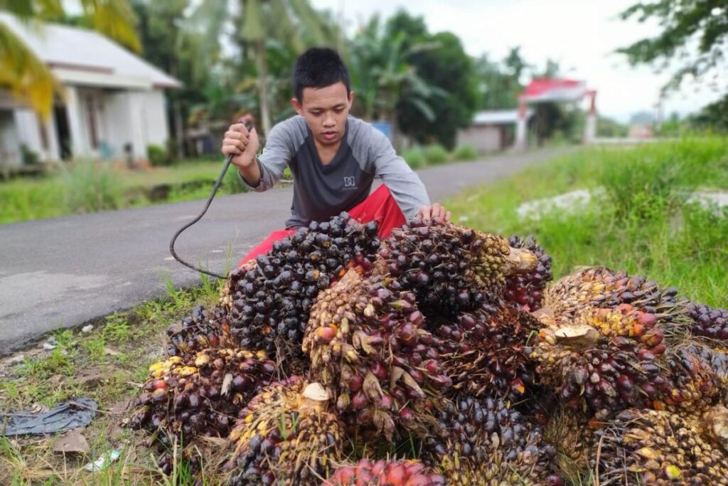 Kelapa Sawit Sebagai Sumber Pendapatan Negara