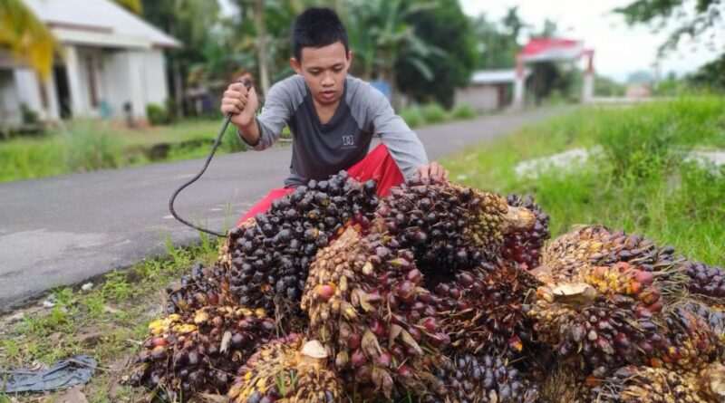 Kelapa Sawit Sebagai Sumber Pendapatan Negara