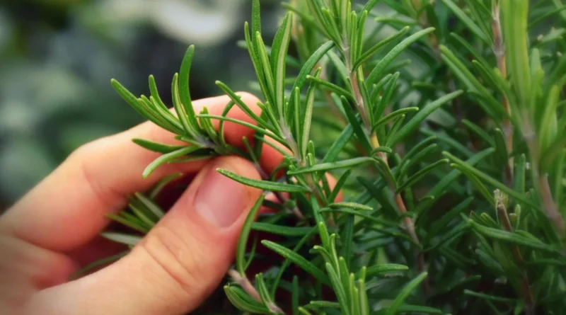 Rosemary Untuk Kesehatan Mental