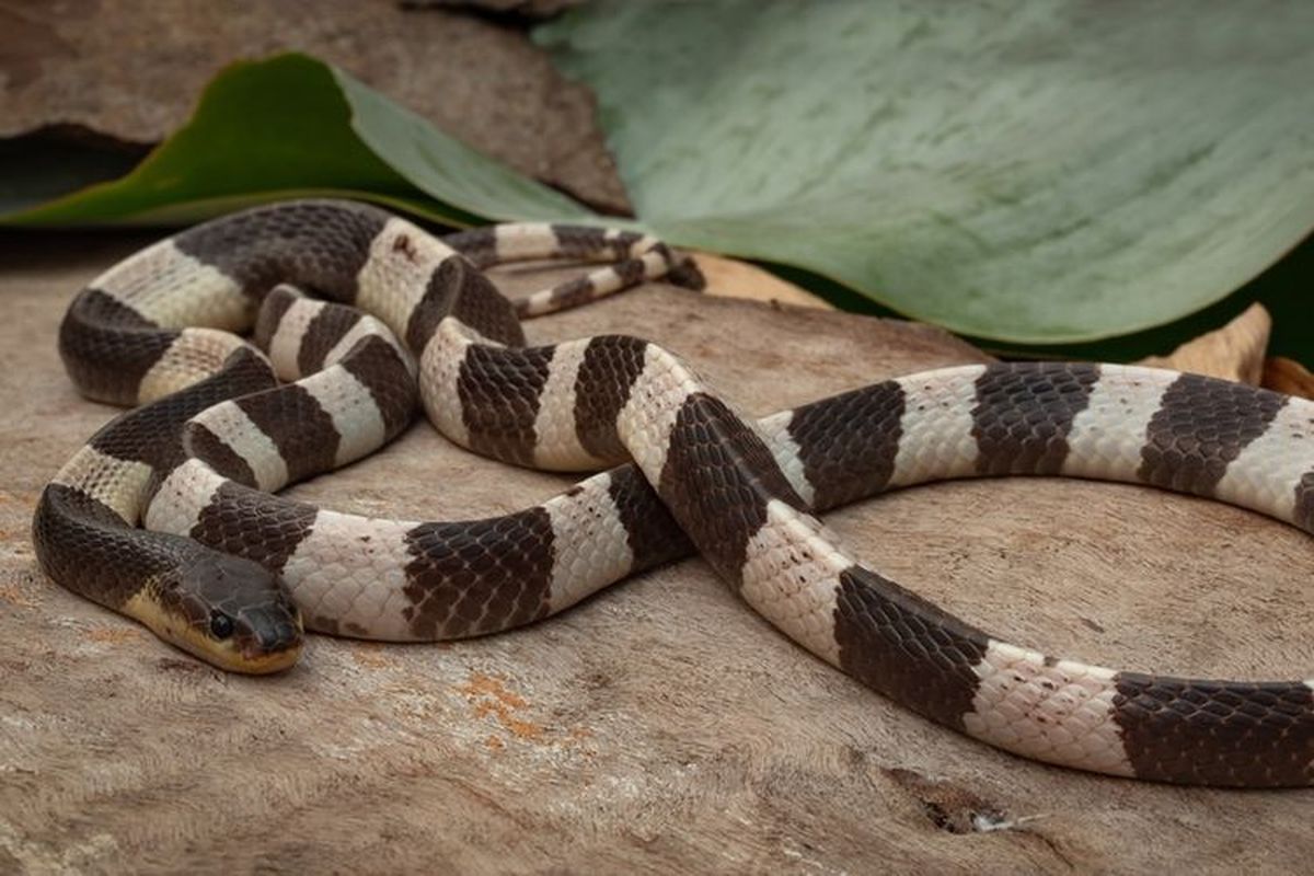 Mengungkap Ular Weling: Penelitian Dosen Brawijaya Dan UGM