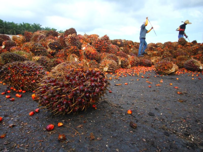 Prospek Cerah Emiten Sawit Berkat CPO Menguat