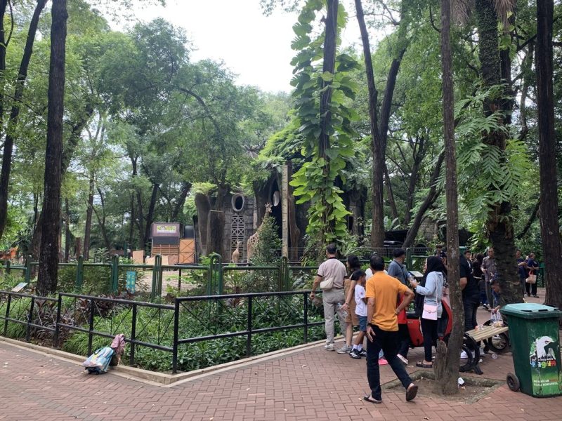 Cikini Ke Ragunan: Kisah Pindahnya Kebun Binatang Jakarta