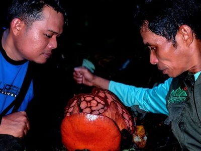 Ilmuwan Indonesia Kunci Penemuan Rafflesia Hasseltii Di Sumbar