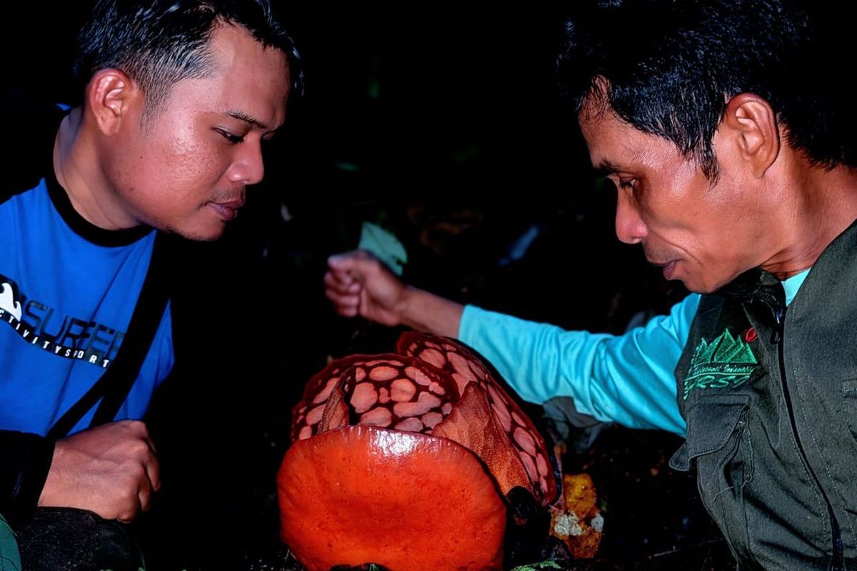 Ilmuwan Indonesia Kunci Penemuan Rafflesia Hasseltii Di Sumbar