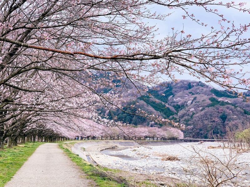 Jepang Pasca Gempa 7,5: Apakah Aman Untuk Wisata?
