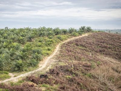 Sawit Sumatera: Jejak Singkat Jadi Komoditas Global
