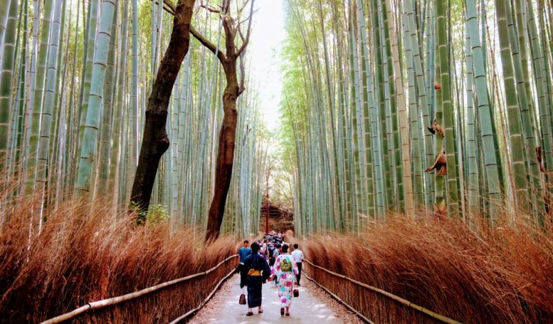 Sagano Bamboo Forest