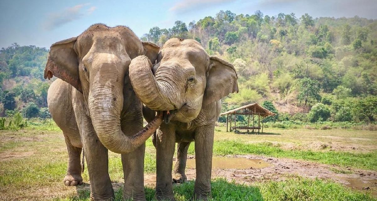 Fakta Menarik Gajah Yang Ternyata Dapat Berenang Hingga 6 Jam