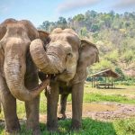 Fakta Menarik Gajah Yang Ternyata Dapat Berenang Hingga 6 Jam