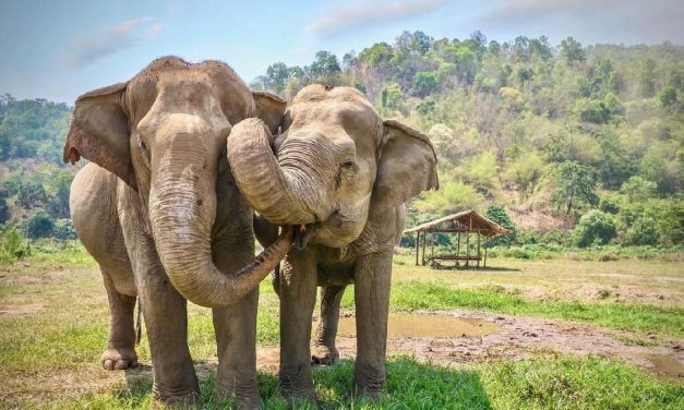 Fakta Menarik Gajah Yang Ternyata Dapat Berenang Hingga 6 Jam