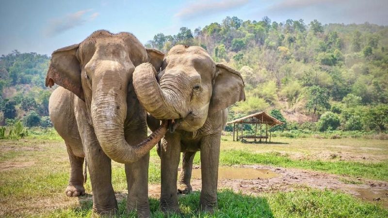 Fakta Menarik Gajah