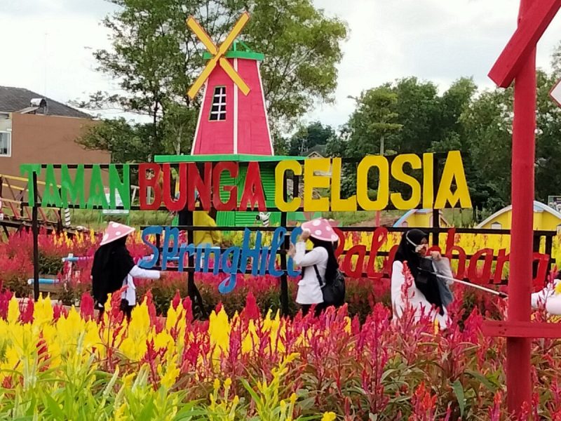 Celosia Spring Hill