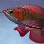 Ikan Arwana Sisik Yang Memukau Dan Punya Beberapa Keunggulan
