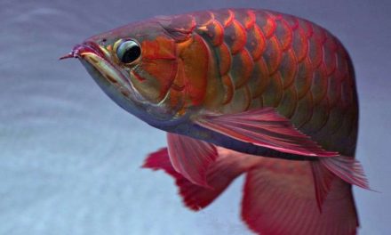 Ikan Arwana Sisik Yang Memukau Dan Punya Beberapa Keunggulan