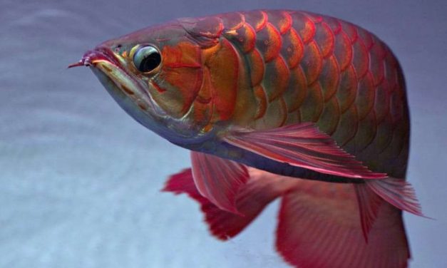 Ikan Arwana Sisik Yang Memukau Dan Punya Beberapa Keunggulan