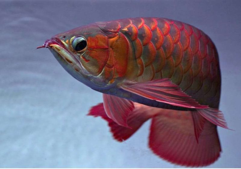 Ikan Arwana