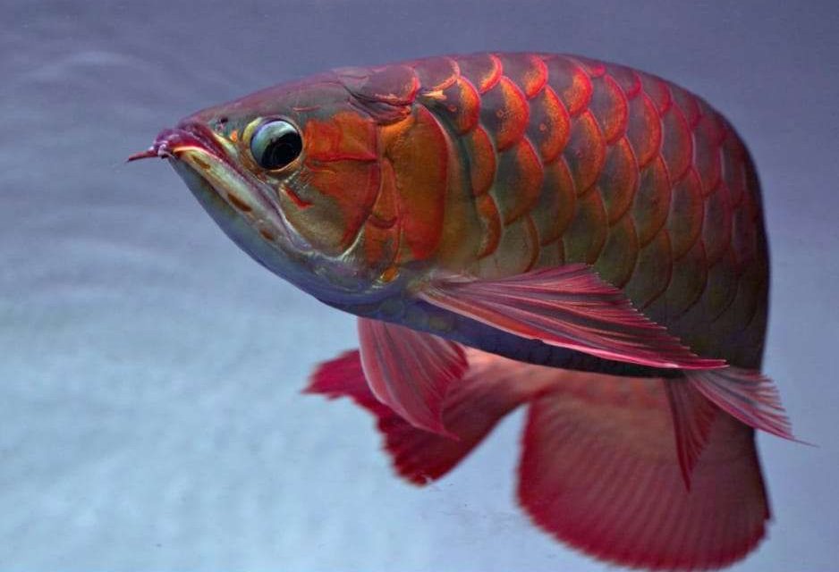 Ikan Arwana Sisik Yang Memukau Dan Punya Beberapa Keunggulan