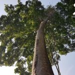 Batang Kayu Terbaik Keajaiban Alam Kayu Merbau Urutan Satu