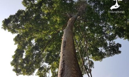 Batang Kayu Terbaik Keajaiban Alam Kayu Merbau Urutan Satu