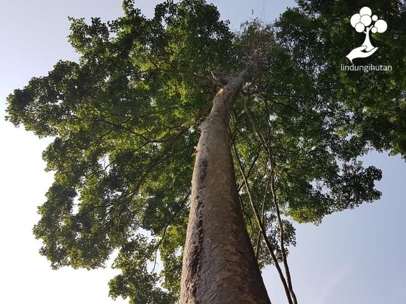 Batang Kayu
