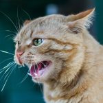 Tanda Kucing Yang Sudah Terinfeksi Rabies