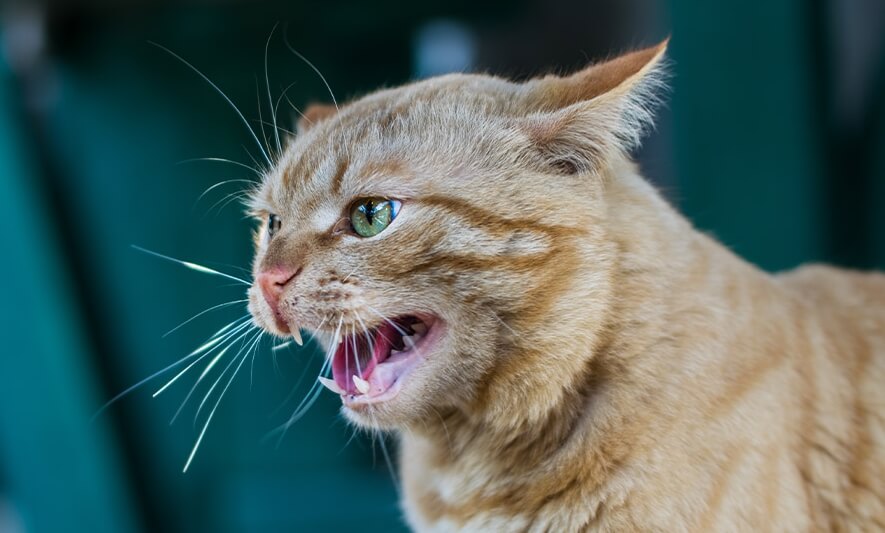 Tanda Kucing Yang Sudah Terinfeksi Rabies